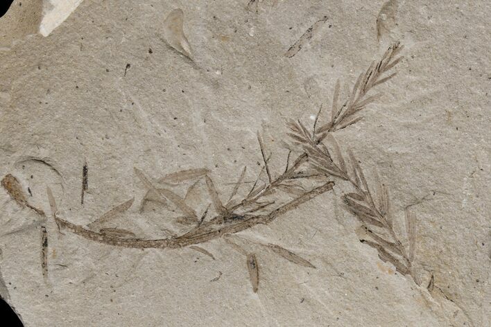 Dawn Redwood (Metasequoia) Fossils - Montana #165177